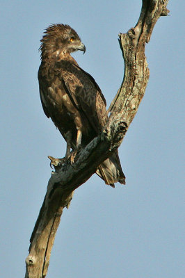 Brown Snake Eagle (Circaetus cinereus)