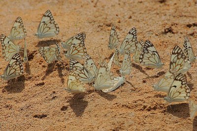 Brown-veined white Butterflies  (Belenois aurota) on wet mud