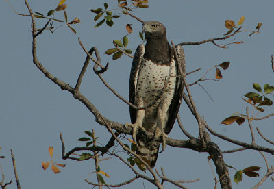 Martial Eagle (Polemaetus bellicosus)