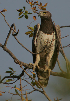 Martial Eagle (Polemaetus bellicosus)