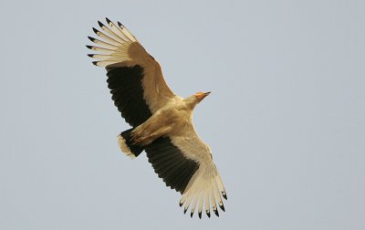 Palm-nut Vulture (Gypohierax angolensis)