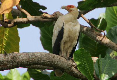 Palm-nut Vulture (Gypohierax angolensis)