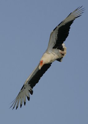 Palm-nut Vulture (Gypohierax angolensis)