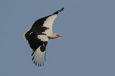Palm-nut Vulture (Gypohierax angolensis)
