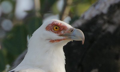 Palm-nut Vulture (Gypohierax angolensis) headshot