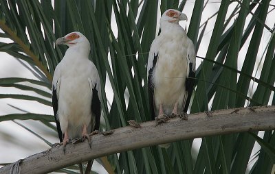 Palm-nut Vulture (Gypohierax angolensis) pair