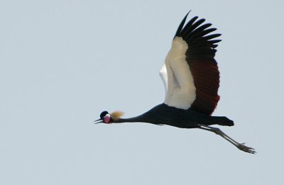 Black Crowned Crane (Balearica pavonina)