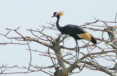 Black Crowned Crane (Balearica pavonina)