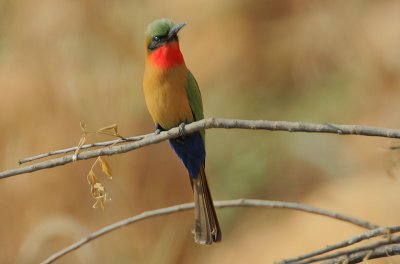 Red-throated Bee-eater (Merops bullocki)