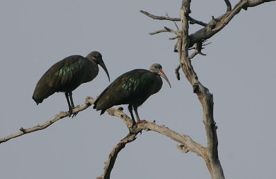 Hadada Ibis (Bostrychia hagedash) pair