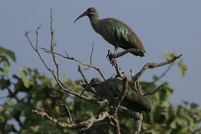 Hadada Ibis (Bostrychia hagedash) pair