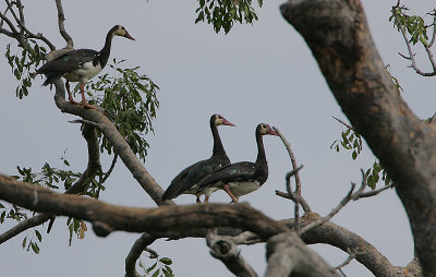 Spur-winged Geese (Plectopterus gambensis)