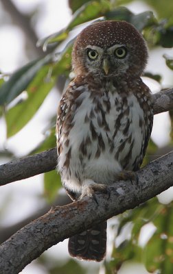 Pearl-spotted Owlet (Glaucidium perlatum)