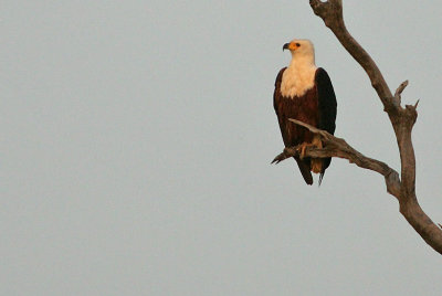 African Fish Eagle (Haliaeetus vocifer)