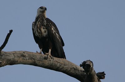 African Fish Eagle (Haliaeetus vocifer)