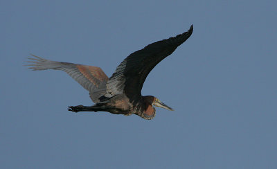 Goliath Heron (Ardea goliath) in flight