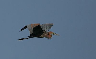 Goliath Heron (Ardea goliath) in flight