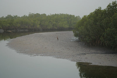Makasutu mangroves  at first light