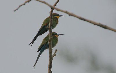 Swallow-tailed Bee-eaters (Merops hirundineus)