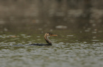 Long-tailed Cormorant (Phalacrocorax africanus)