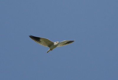 Black-shouldered Kite (Elanus caeruleus)