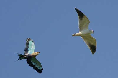 Black-shouldered Kite (Elanus caeruleus)