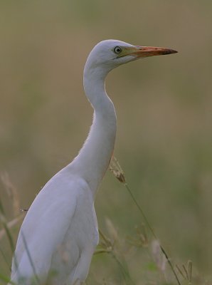 Cattle Egret (Bubulcus ibis)