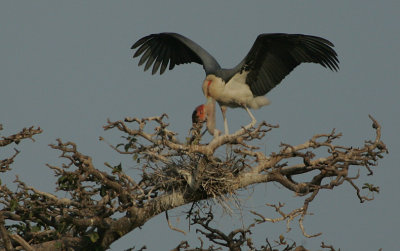 Marabou Stork (Leptoptilus crumeniferus) at the nest 