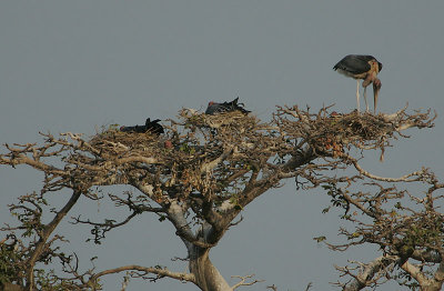 Marabou Stork (Leptoptilus crumeniferus) Colony