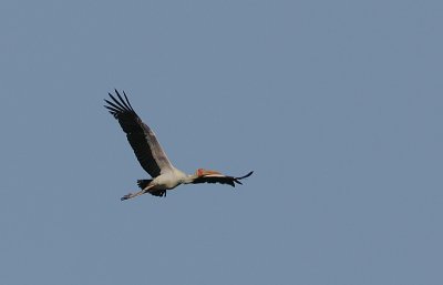 Yellow-billed Stork (Mycteria ibis)