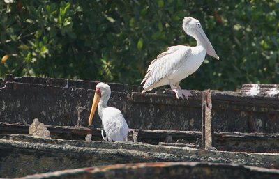 Yellow-billed Stork + Pink-backed Pelican