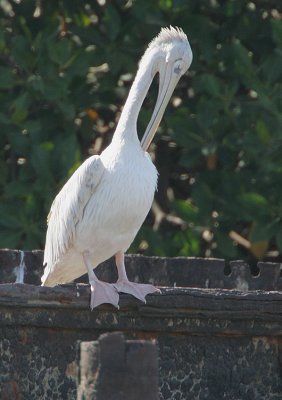 Pink-backed Pelican (Pelecanus rufescens) preening