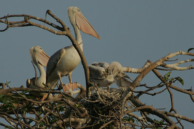 Pink-backed Pelicans (Pelecanus rufescens) on the nest