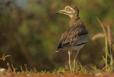 Senegal Thick-Knee (Burhinus senegalensis)