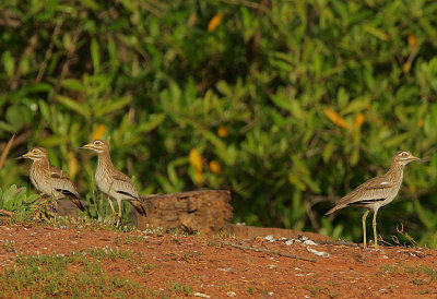 Senegal Thick-Knees (Burhinus senegalensis)