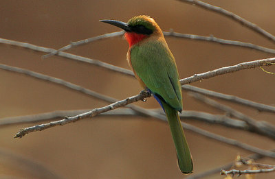 Red-throated Bee-eater (Merops bullocki)