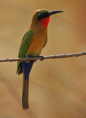 Red-throated Bee-eater (Merops bullocki)