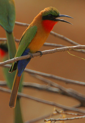 Red-throated Bee-eater (Merops bullocki)