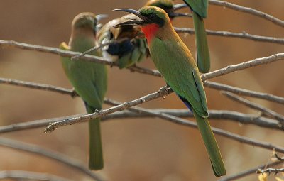 Red-throated Bee-eater (Merops bullocki)