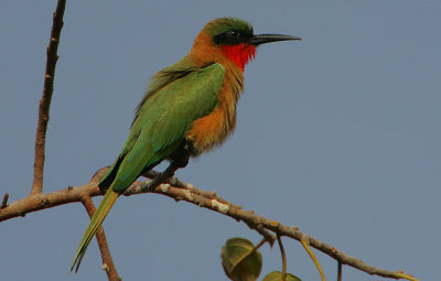 Red-throated Bee-eater (Merops bullocki)