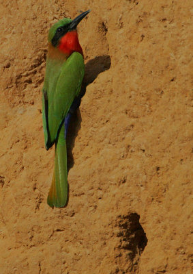 Red-throated Bee-eater (Merops bullocki)