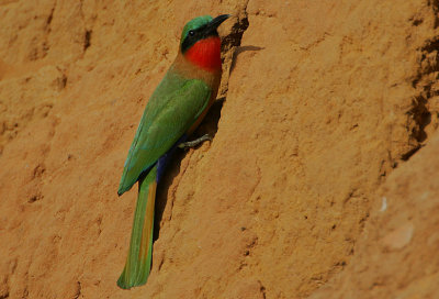 Red-throated Bee-eater (Merops bullocki)