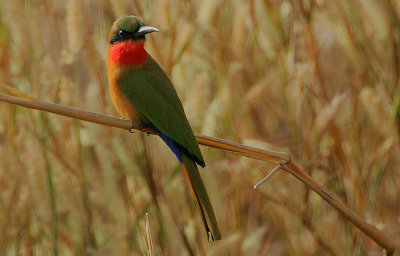 Red-throated Bee-eater (Merops bullocki)