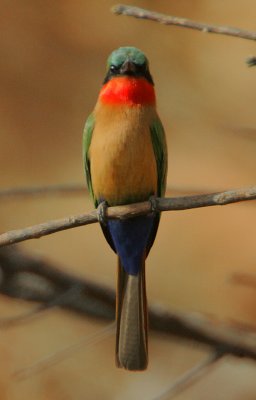 Red-throated Bee-eater (Merops bullocki)