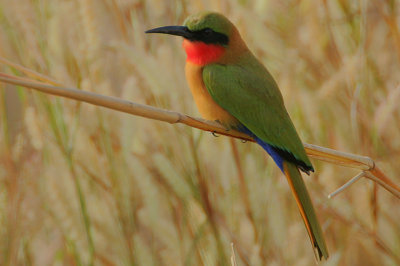 Red-throated Bee-eater (Merops bullocki)