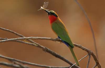 Red-throated Bee-eater (Merops bullocki)  with a Dragonfly