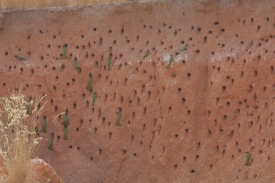 Red-throated Bee-eater (Merops bullocki) colony