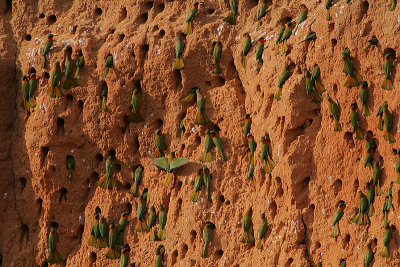 Red-throated Bee-eater (Merops bullocki) colony