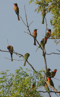 Red-throated Bee-eaters (Merops bullocki)