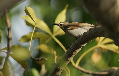 Mouse-brown Sunbird (Anthreptes gabonicus)